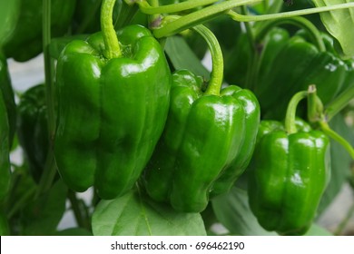 Bell Pepper Field