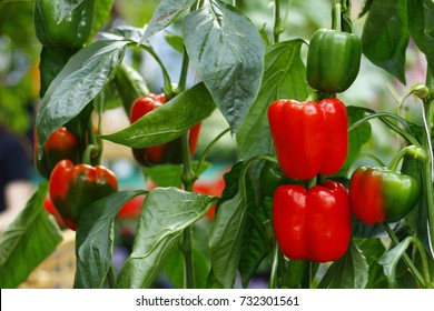 Bell Pepper In The Garden