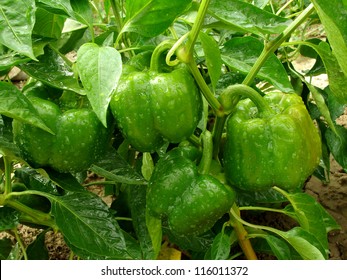 Bell Pepper Plant With Ripening Green Fruits