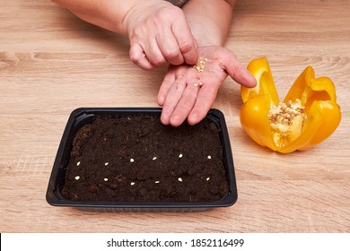 Bell Pepper Plant Seeds In A Plastic Box Container For Seedlings With Woman's Hand. Seeds Prepared For Planting In The Ground. Seeds Of Pepper Close Up. Chopped Pepper For Seed