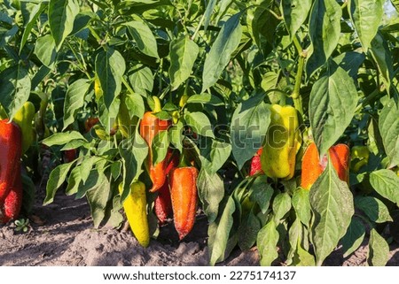 Bell pepper plants with ripening varicolored fruits covered with particles of soil from a rain splashes on a field, view from low point of shooting in sunny weather
