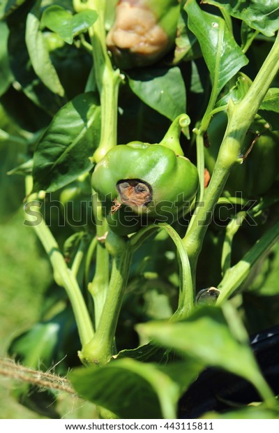 Image 18