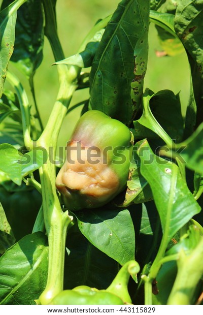 Image 19