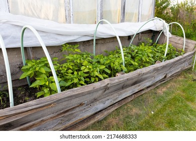 Bell Pepper Seedling In A Raised Bed Garden With Arcs And Covering Material. Homemade Greenhouse For Growing Vegetables. Pepper Growing In A Greenhouse In Elevated Garden Beds