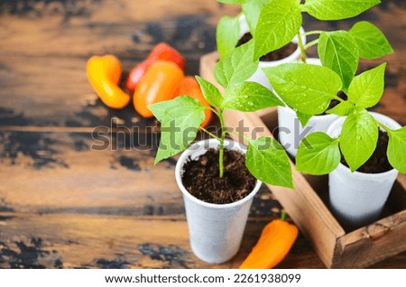 Bell pepper seedlings indoors. Homegrown plant seedling, bell pepper seedling plants in plastic pot on a wooden background.