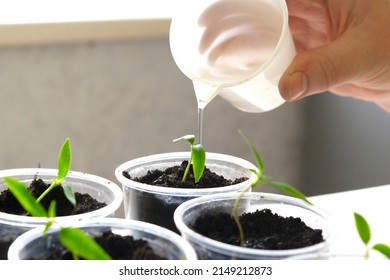 bell pepper seedlings images bell pepper seedlings images