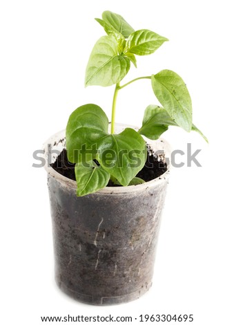 Similar – Foto Bild Junge Chili Pflanze auf dem Balkon