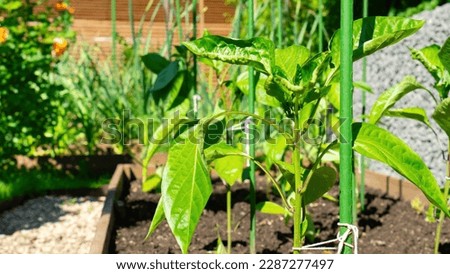 Bell pepper seedlings staked to the plastic support. How to stake garden plants on domestic organic farm. Raised beds domestic garden on sunny spring day close up. Wooden DIY raised beds in a garden.