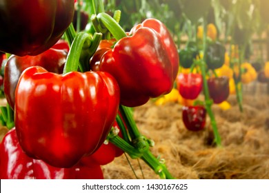 Bell pepper without chemicals on farms that are cared for by farmers.