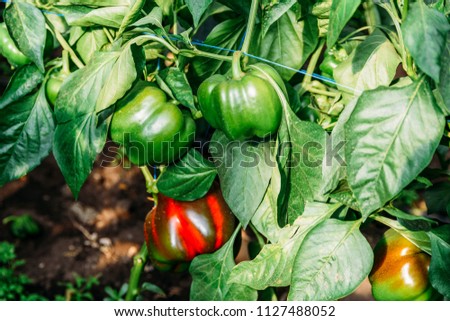 Foto Bild Paprika Capsicum wächst im Gewächshaus