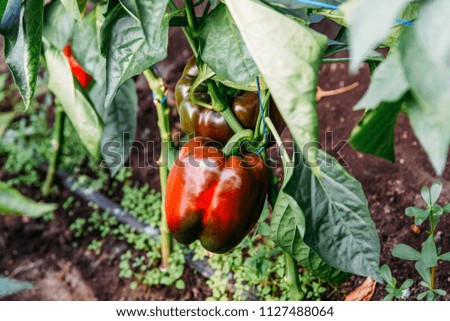 Bell Peppers Capsicum Growing In Greenhouse