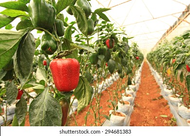 Bell Peppers in a Field 