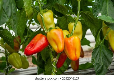 Bell peppers on the plant is ripe - Powered by Shutterstock