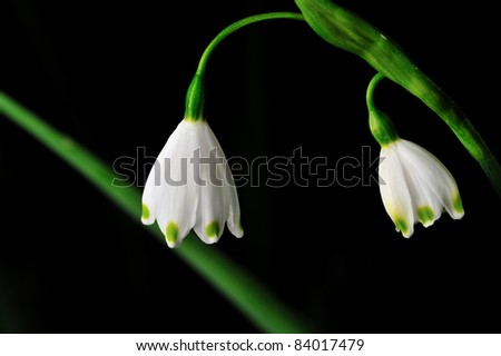 Similar – Vier Anemonen-Sylvestris