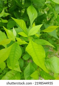 Bell Tree Leaf For Background