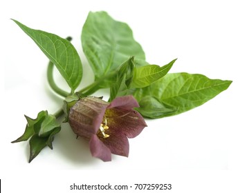 Belladonna (Atropa Belladonna) 