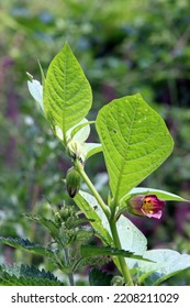 Belladonna (Atropa Belladonna) - Flowering Plant