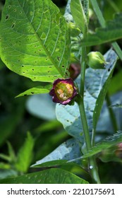 Belladonna (Atropa Belladonna) - Flowering Plant