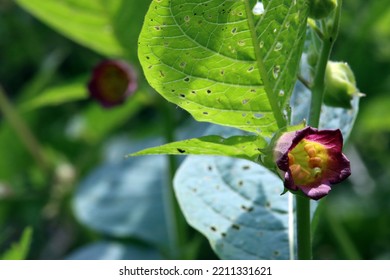 Belladonna (Atropa Belladonna) - Flowering Plant