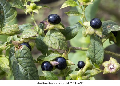 Belladonna Deadly Nightshade Atropa Belladonna Stock Photo 1471315634 ...