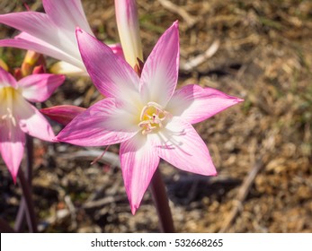 ベラドンナリリー の画像 写真素材 ベクター画像 Shutterstock