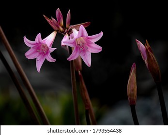 ベラドンナリリー の画像 写真素材 ベクター画像 Shutterstock