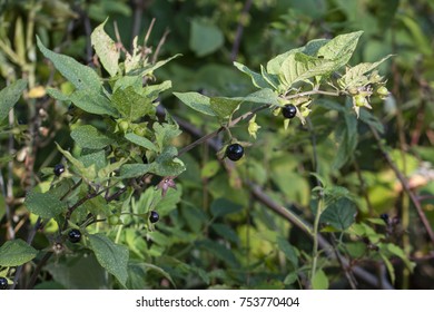 Belladonna Ripe Fruit On The Plant.