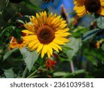 Bellevue, Iowa, September 12, 2023 – landscape photo of beautiful sunflower taken at Bellevue State Park on a fall day.