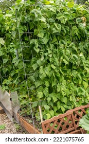 Bellevue, Washington State, USA. Helda Pole Beans growing on a metal trellis. - Shutterstock ID 2221075765