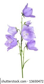 Bellflower Campanula Single Stem Isolated Stock Photo 13650472 ...