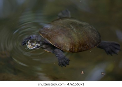 Bellinger River Snapping Turtle, Queensland, Australia