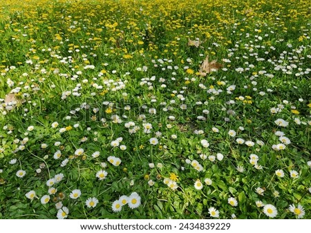 Bellis daisies in a patk in a sunny spring day Stock fotó © 