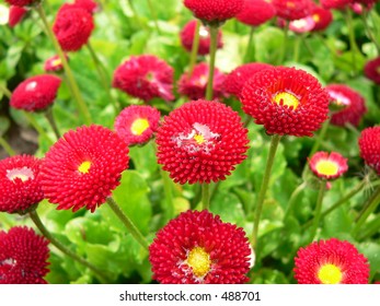 Bellis, daisy, red