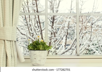 Bellis Flowers In A Pot On A Window In A  Snowy Day