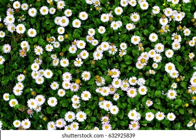 Bellis Perennis