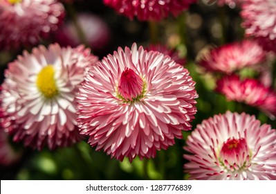 Bellis Perennis Blooming