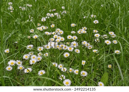 Similar – Image, Stock Photo Bellis perennis common daisy flower on the ground, springtime.