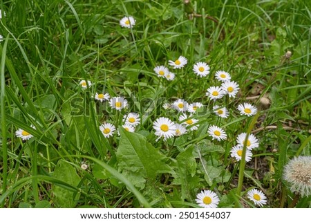 Similar – Image, Stock Photo Bellis perennis common daisy flower on the ground, springtime.