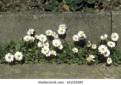 Bellis Perennis, Daisy