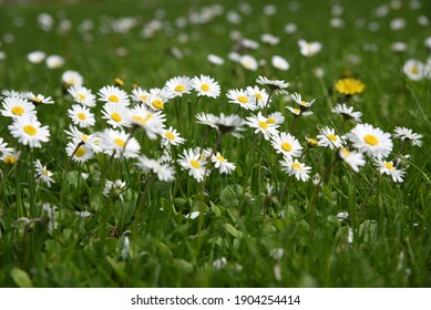 Bellis perennis: Daisy blooms in spring on the lawn - Shutterstock ID 1904254414
