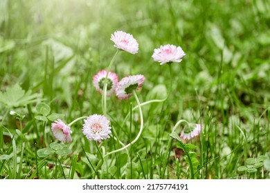 Bellis perennis, daisy, is European species of family Asteraceae, often considered archetypal species of name daisy. It is common, lawn or English daisy, bruisewort, and occasionally woundwort. - Shutterstock ID 2175774191