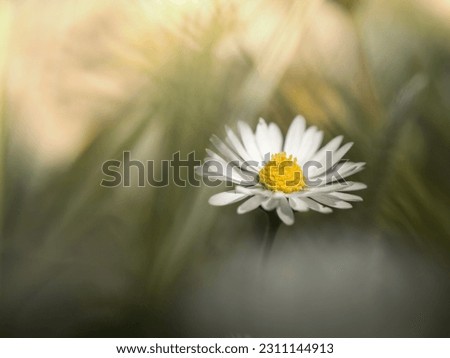 Similar – daisies Colour photo