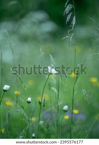 Foto Bild Sommergrüße SE Umwelt