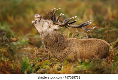 Bellowing Stags throw back their heads to roar to show their power and strength during rutting season in fall, UK. Stags often adorn their huge antlers with scooped-up grass and fern.