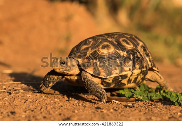 Bells Hingeback Tortoise Kinixys Belliana Walking Stock Photo (Edit Now ...