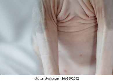 belly and boobs of a naked gray sphinx cat on a white, gray fabric background - Shutterstock ID 1661892082