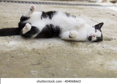 Belly cat in shelter