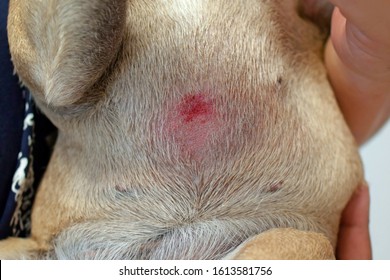 Belly With Wound Caused By Scratching On Animal Skin Of Short Haired French Bulldog Dog With Severe Allergies