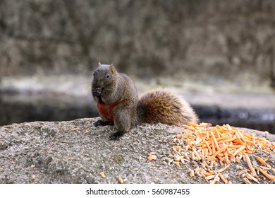 Belly-banded Squirrel