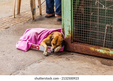 Belo Horizonte - Minas Gerais - Brasil - FEV 12 2022: Street Dog Protected In Its Sleep